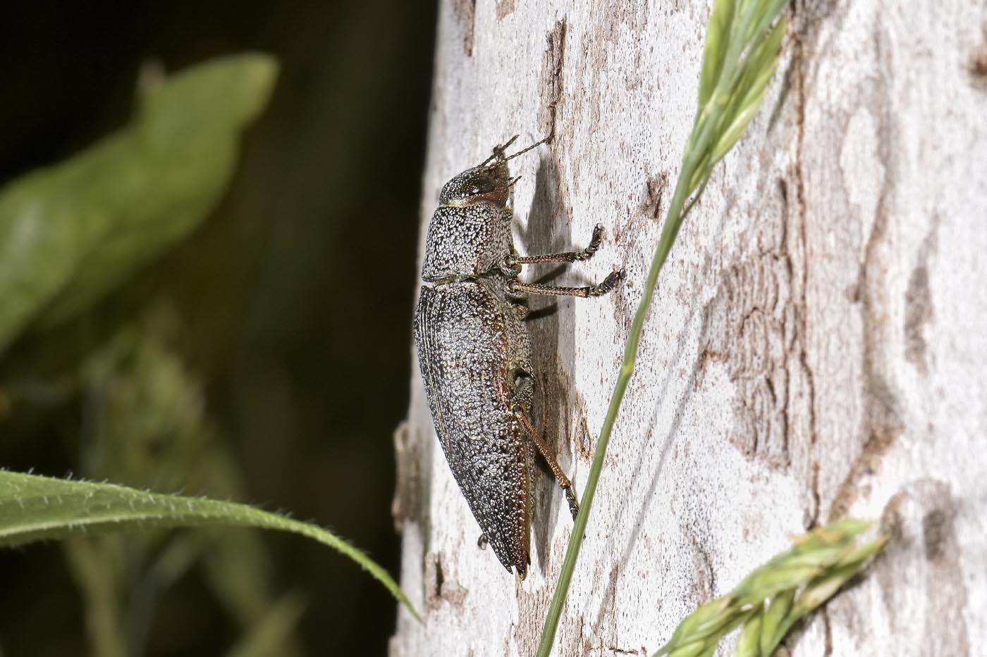 Buprestidae: Dicerca aenea ? S